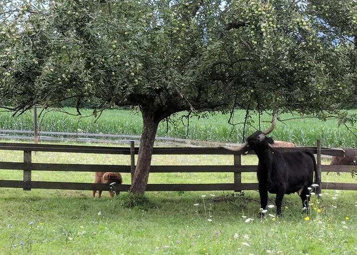 Daire Karintia Gyöngye *